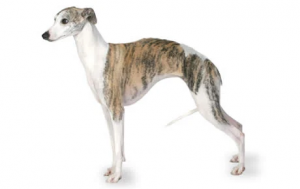 File 23048 whippet.png