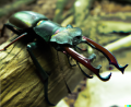 Thumbnail for version as of 00:24, 6 February 2023