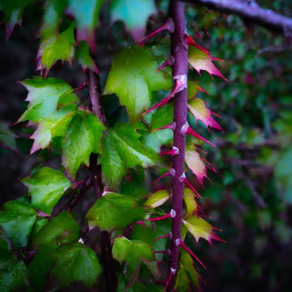 File:Green Maw Bougain Tangler.jpg