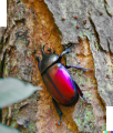 CrimsonThreadwingBeetle 01.png