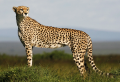 Cheetah-09-PNG.png