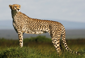Cheetah-09.webp